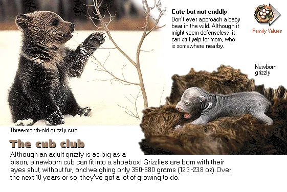The cub club