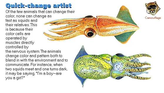 Quick-change artist