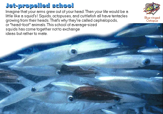 Jet-propelled school