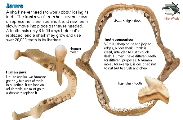 Jaws