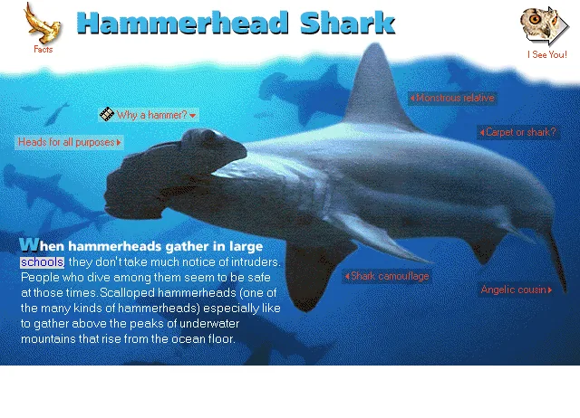 Hammerhead Shark
