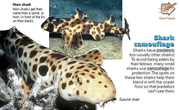 Shark camouflage