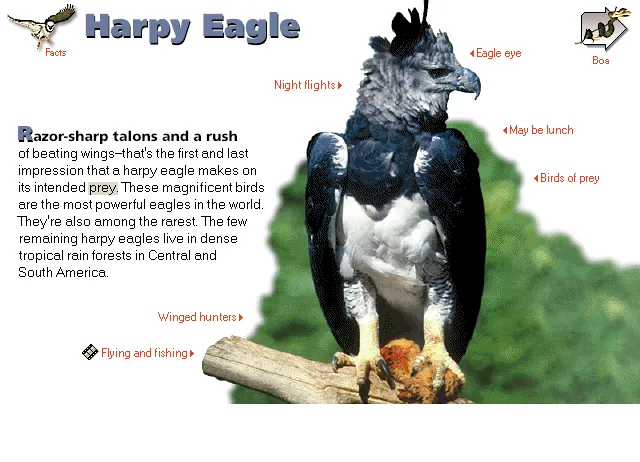Harpy Eagle