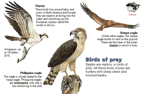 Birds of prey
