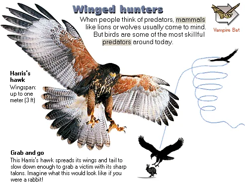 Winged hunters