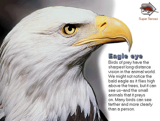 Eagle eye