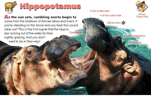 Hippopotamus