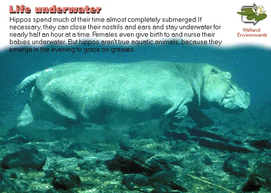 Life underwater