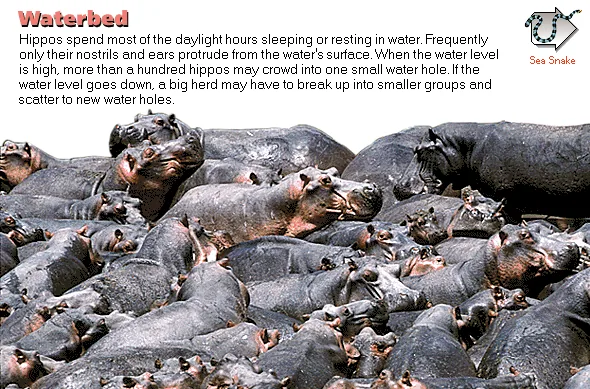 Waterbed
