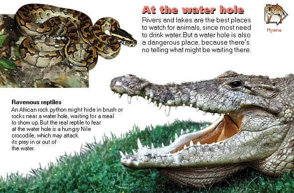 At the water hole