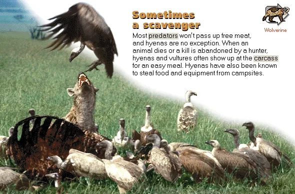 Sometimes a scavenger