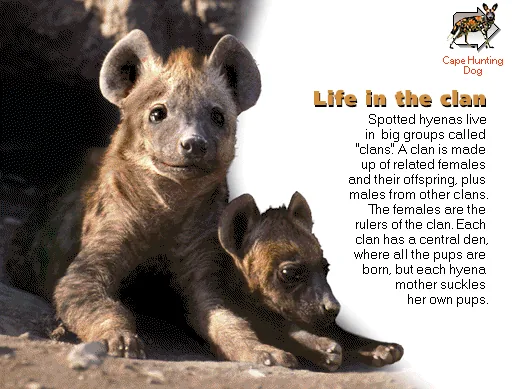 Life in the clan