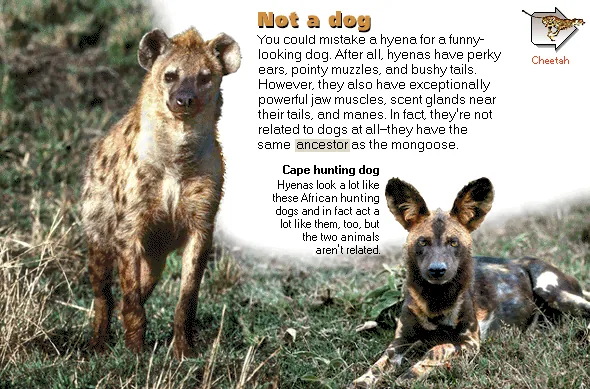 Not a dog