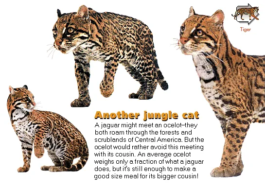 Another jungle cat