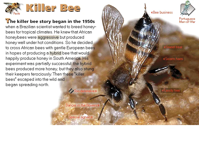 Killer Bee