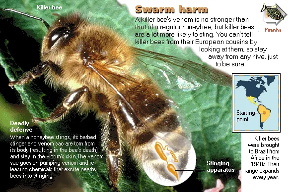 Swarm harm