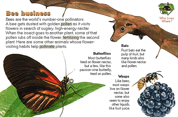 Bee business