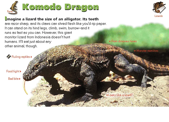 Komodo Dragon