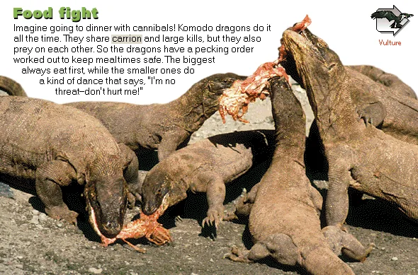 Food fight