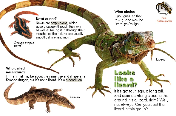 Looks like a lizard?