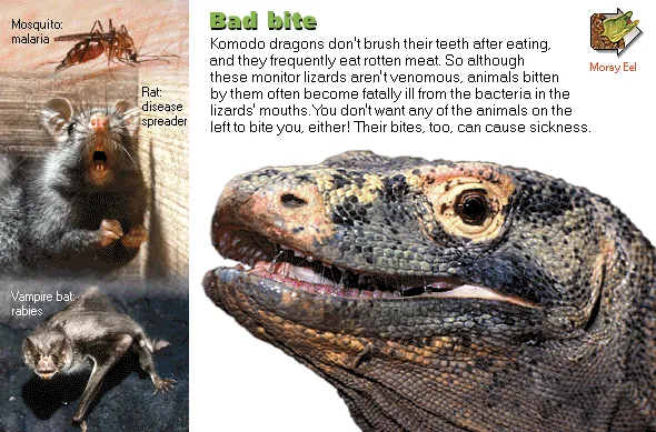 Bad bite