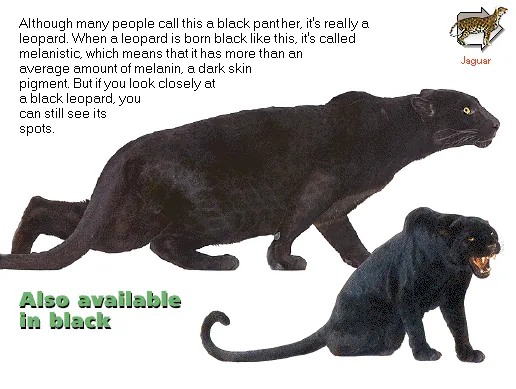 Also available in black