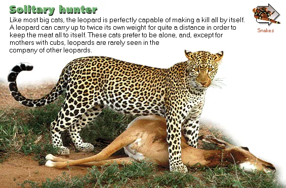 Solitary hunter