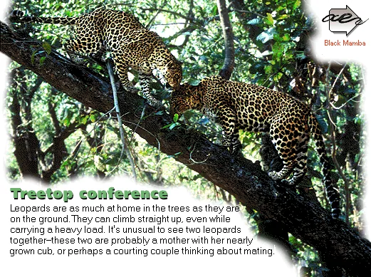 Treetop conference