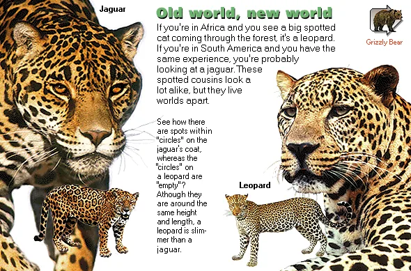 Old world, new world