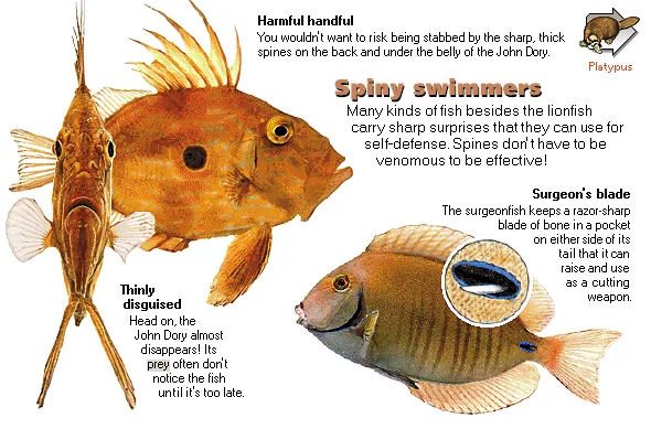 Spiny swimmers
