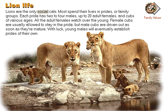 Lion life