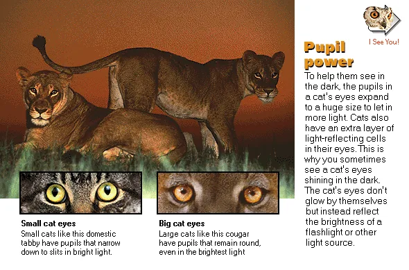 Pupil power