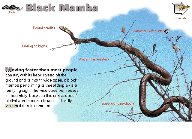 Black Mamba