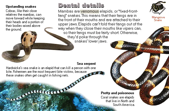 Dental details