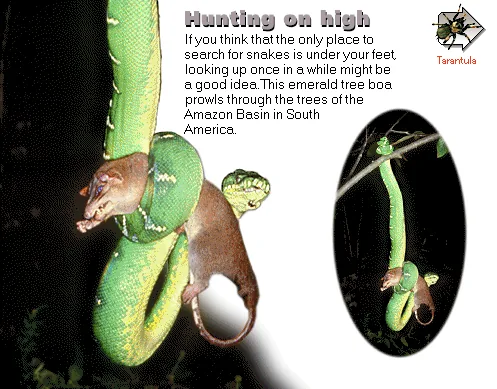 Hunting on high