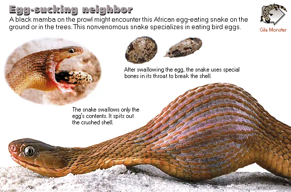 Egg-sucking neighbor