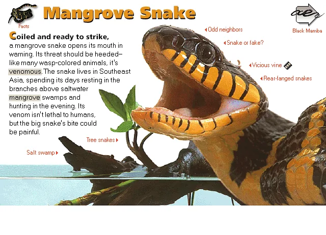 Mangrove Snake