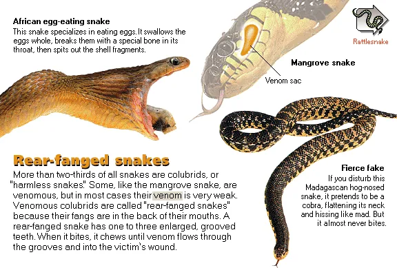 Rear-fanged snakes