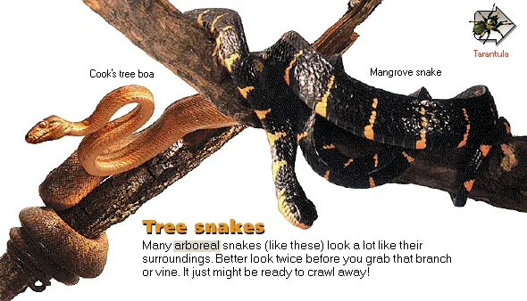 Tree snakes