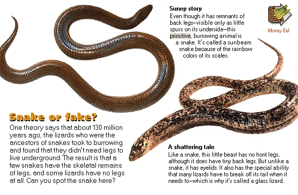 Snake or fake?