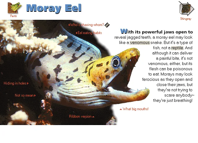 Moray Eel