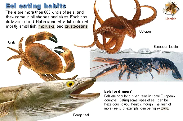 Eel eating habits