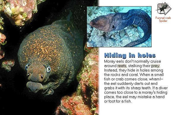Hiding in holes