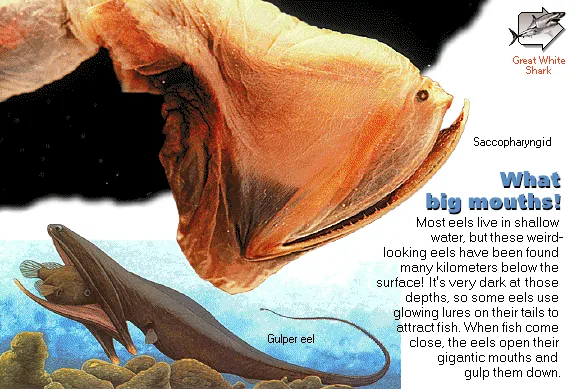 What big mouths!