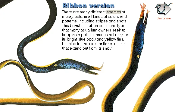 Ribbon version
