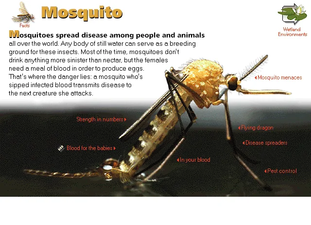 Mosquito