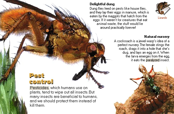 Pest control