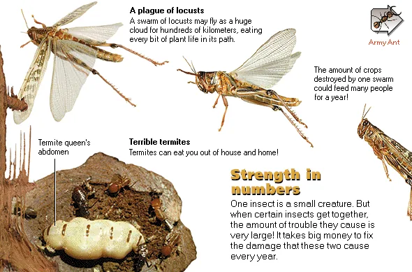 Strength in numbers