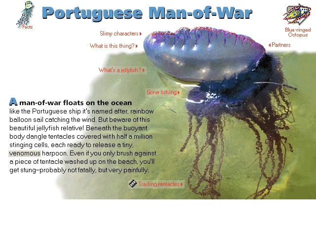 Portuguese Man-of-War