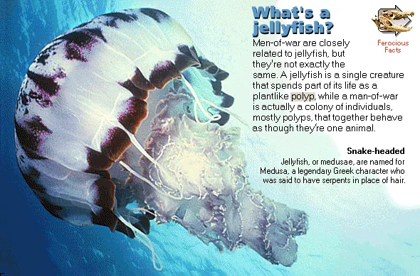 What's a jellyfish?